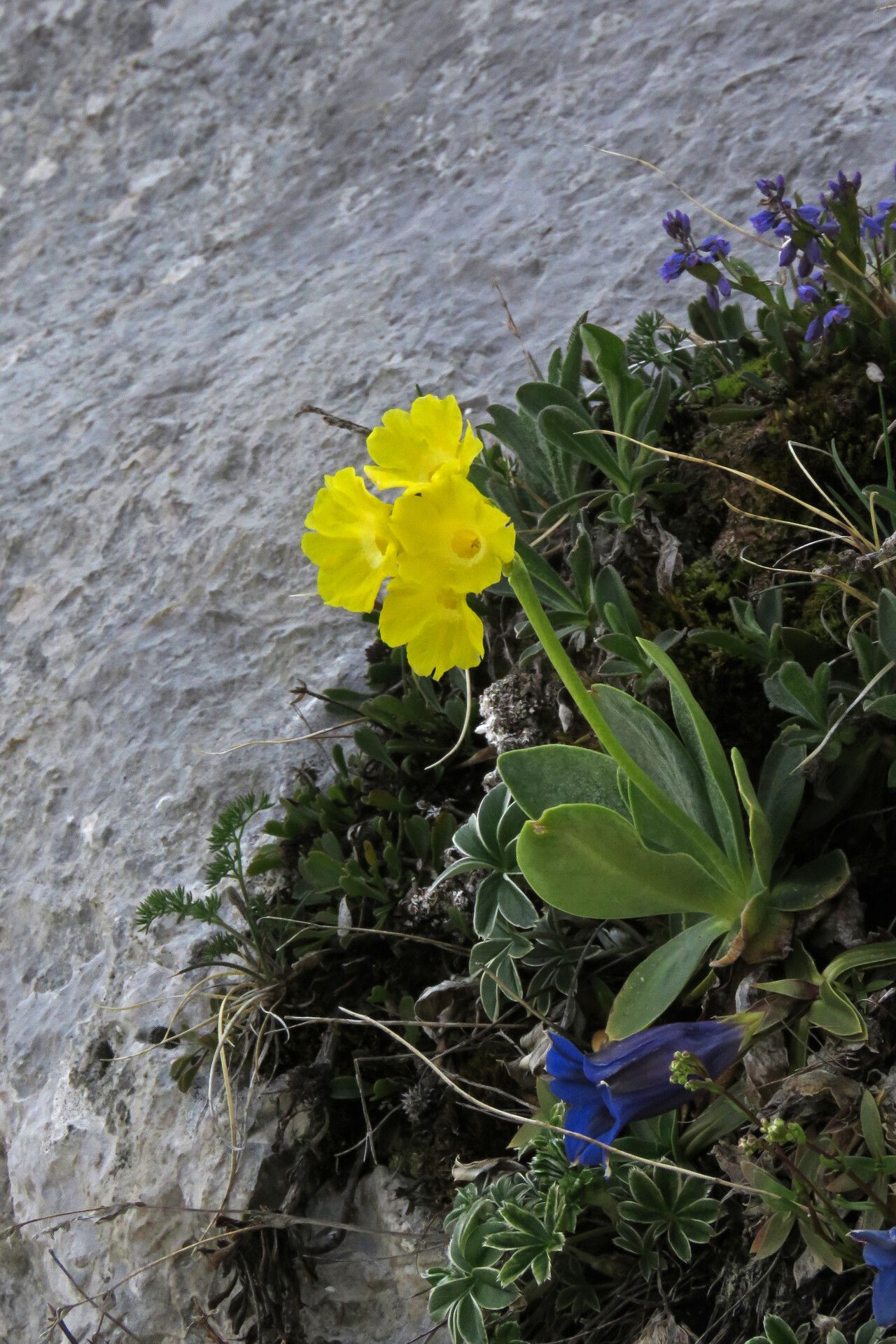Primula lutea flower