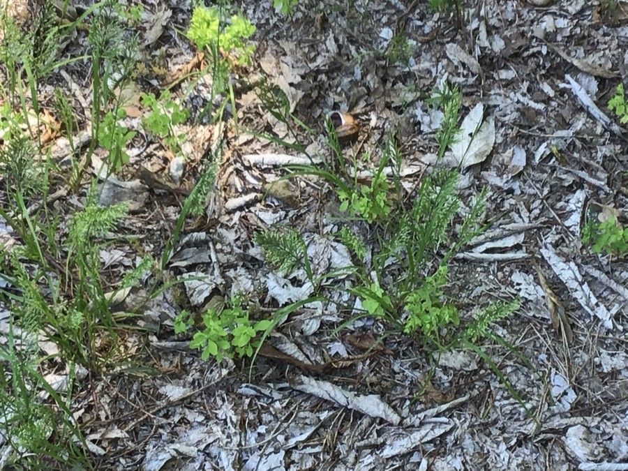 Stipa atlantica — related species from the same genus