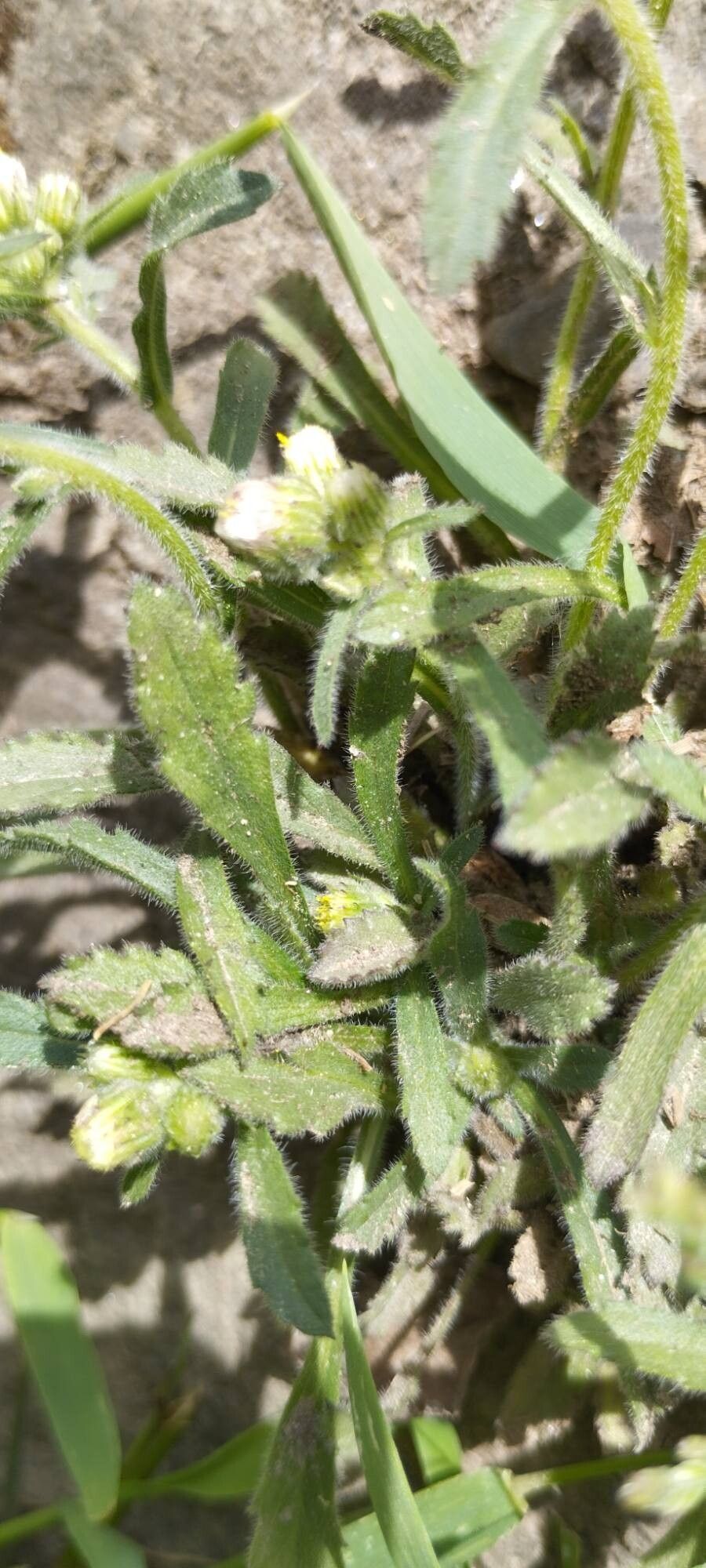 Eschenbachia japonica — houseplant care guide