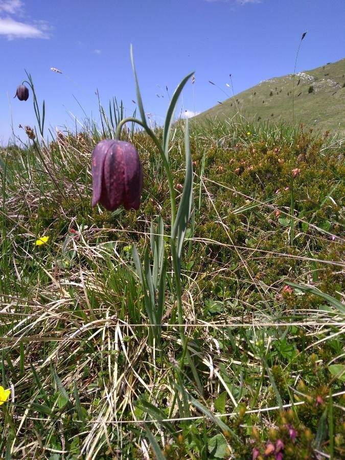 Fritillaria tubiformis habit