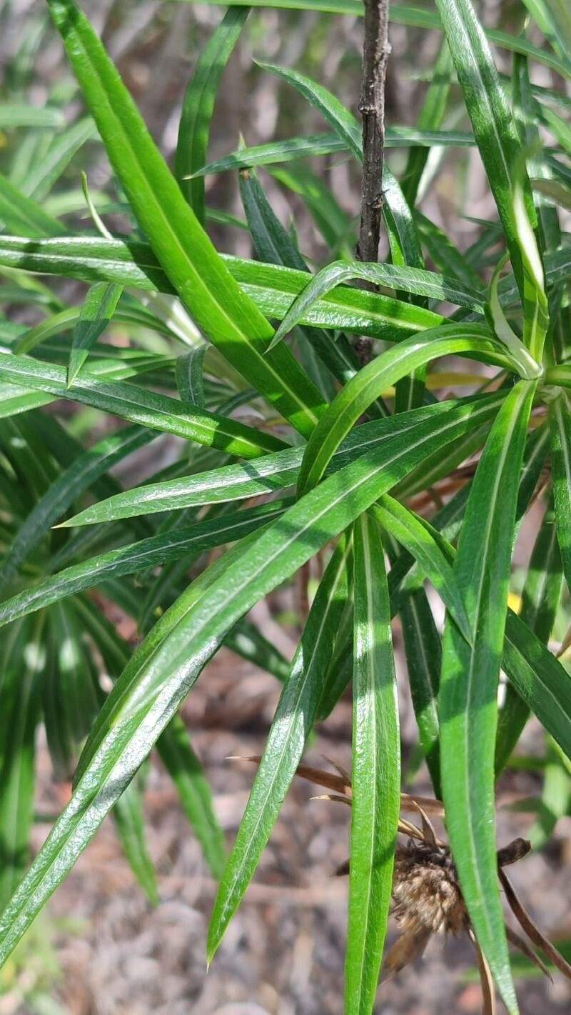 Carlina falcata — search result for 'Carlina'