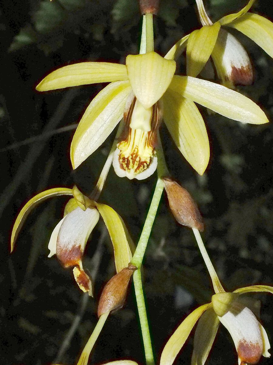 Coelogyne tomentosa flower