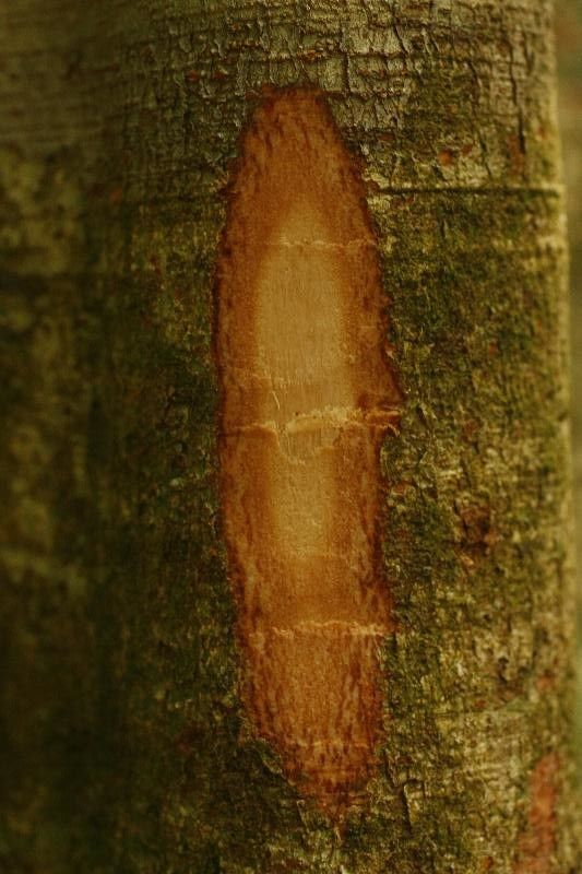 Inga loubryana other