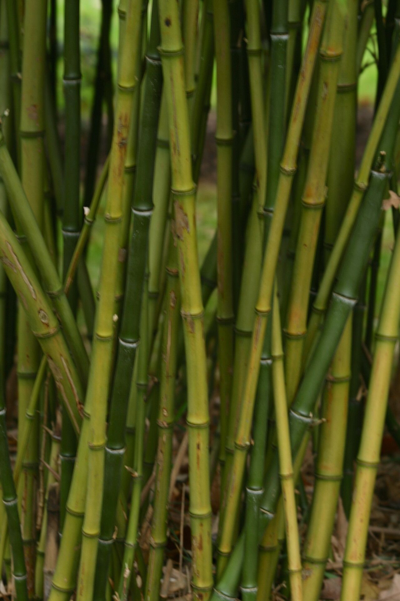 Phyllostachys heteroclada bark