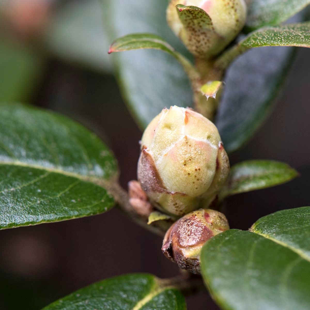 Rhododendron auritum other