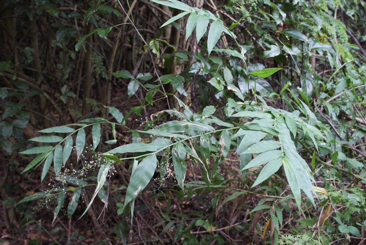 Lasiacis maculata habit