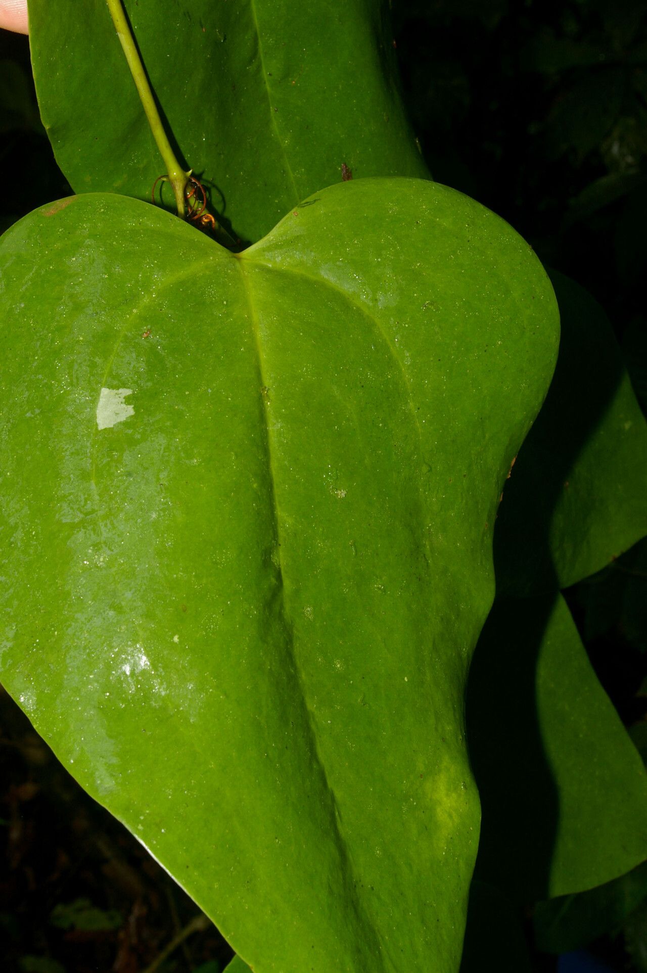 Smilax purhampuy leaf
