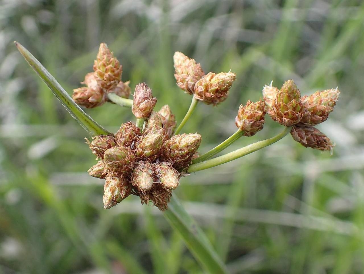 Schoenoplectus triqueter fruit