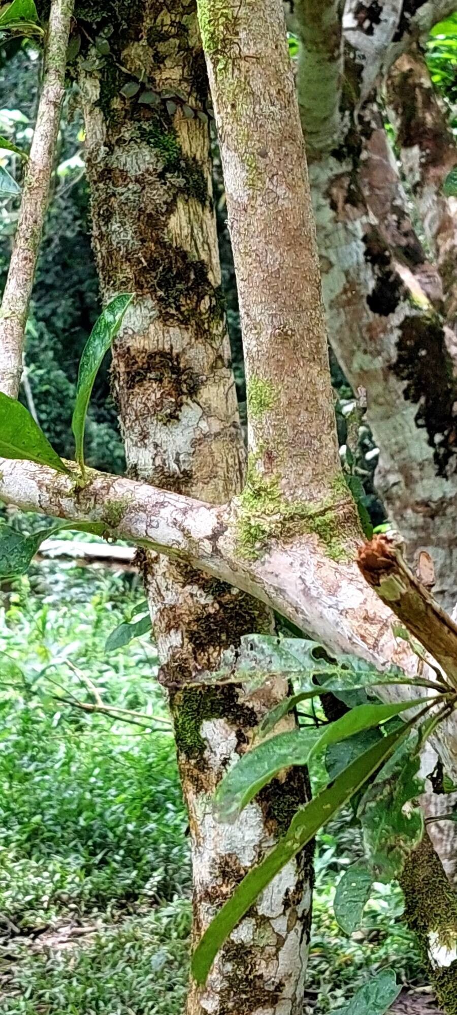 Crescentia amazonica bark