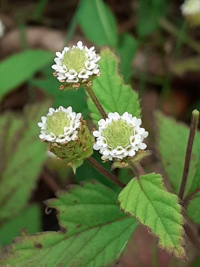 Phyla scaberrima fruit