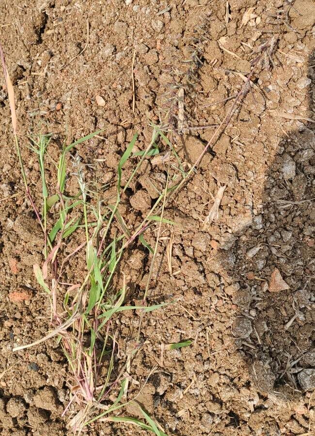 Dinebra retroflexa — houseplant care guide