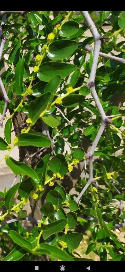 Ziziphus lotus flower