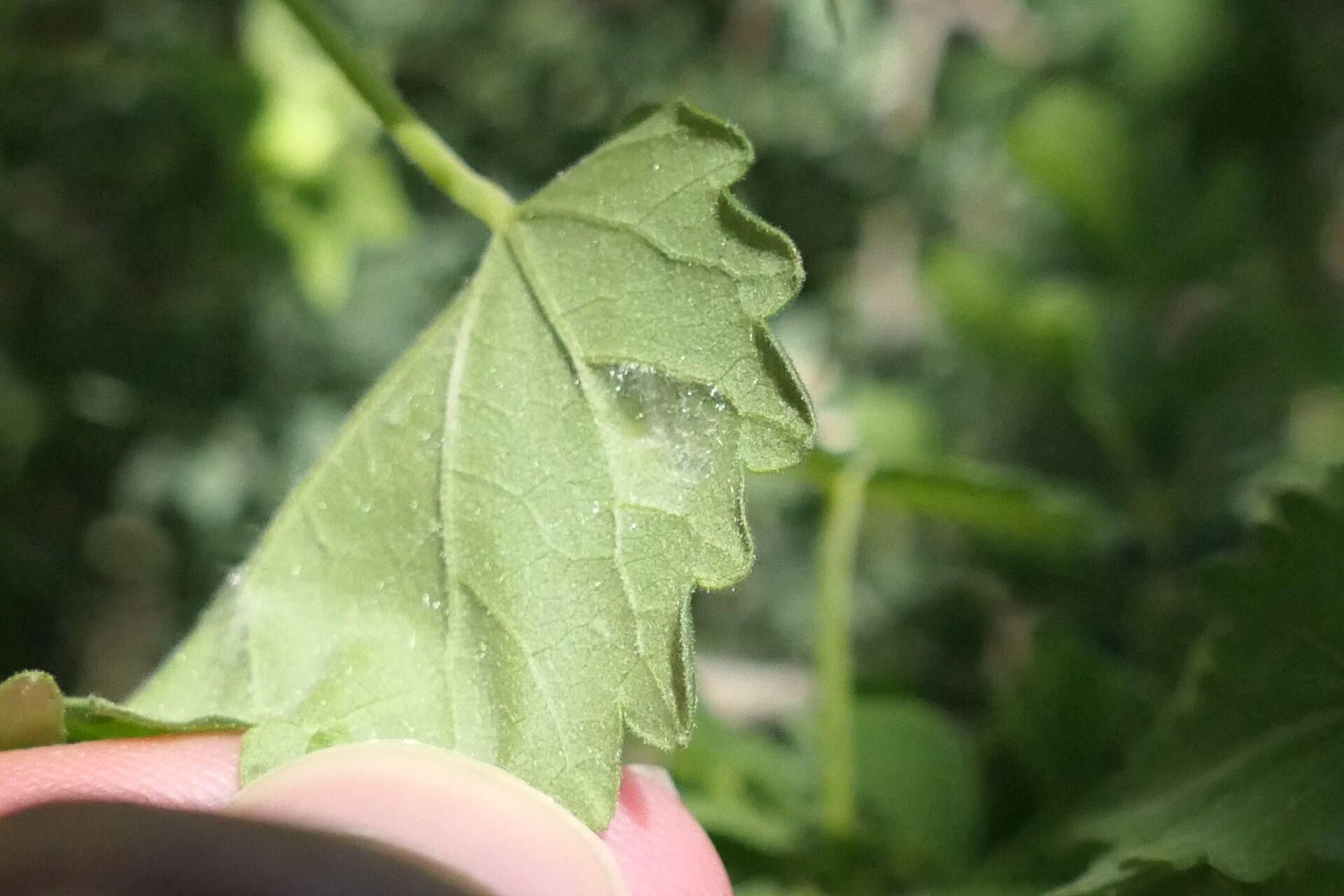 Pavonia burchellii — search result for 'Pavonia'