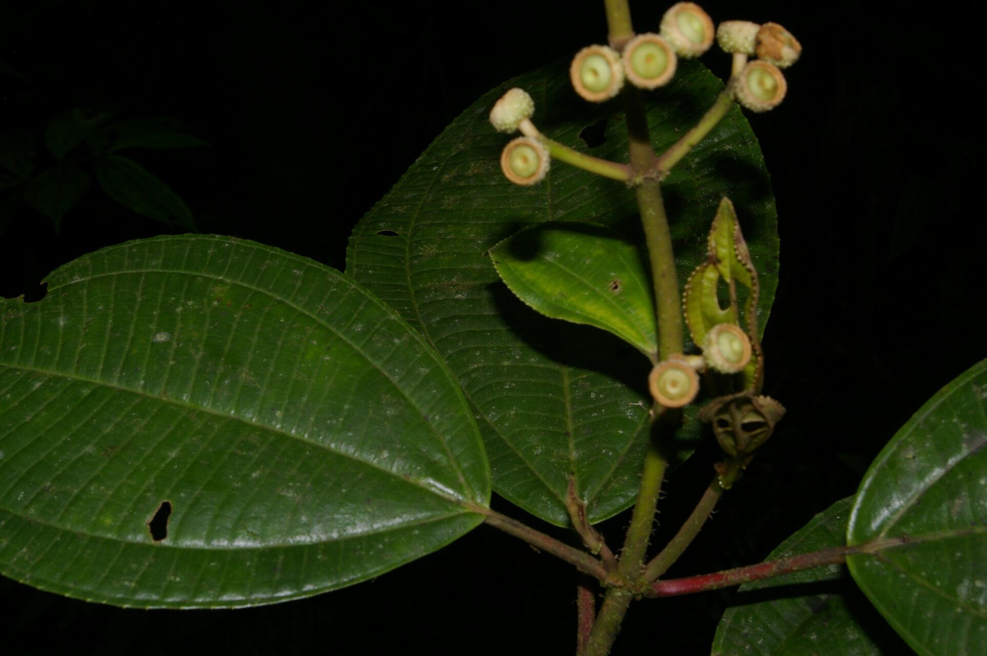 Miconia conomacrantha flower