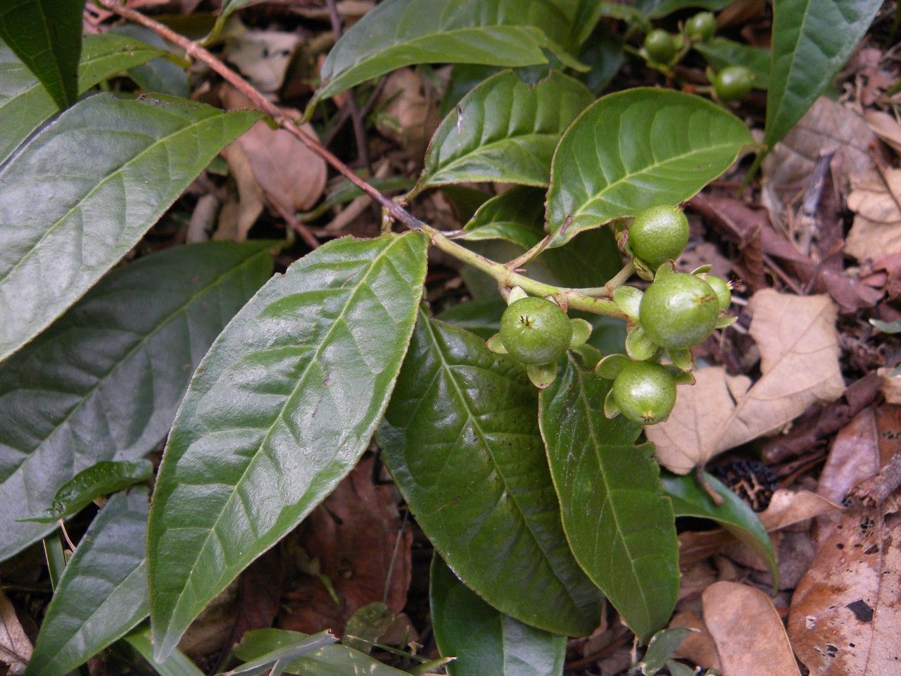 Vismia billbergiana leaf