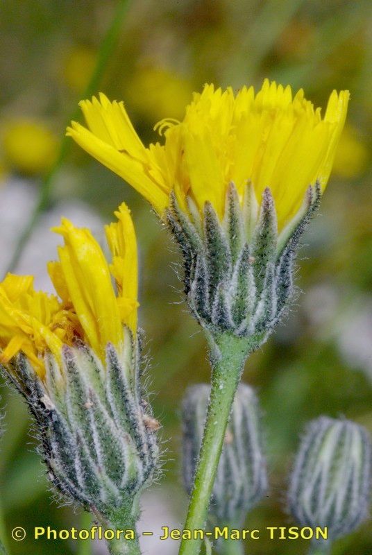 Hieracium chloropsis — houseplant care guide