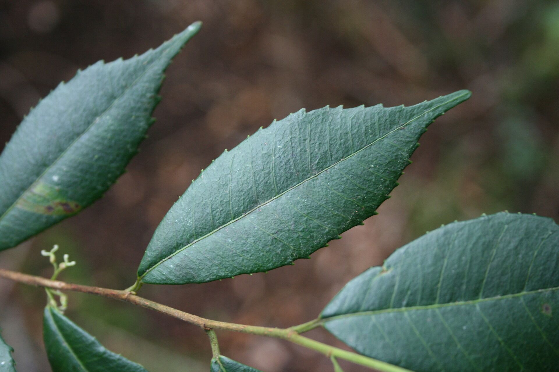 Paratrophis glabra leaf