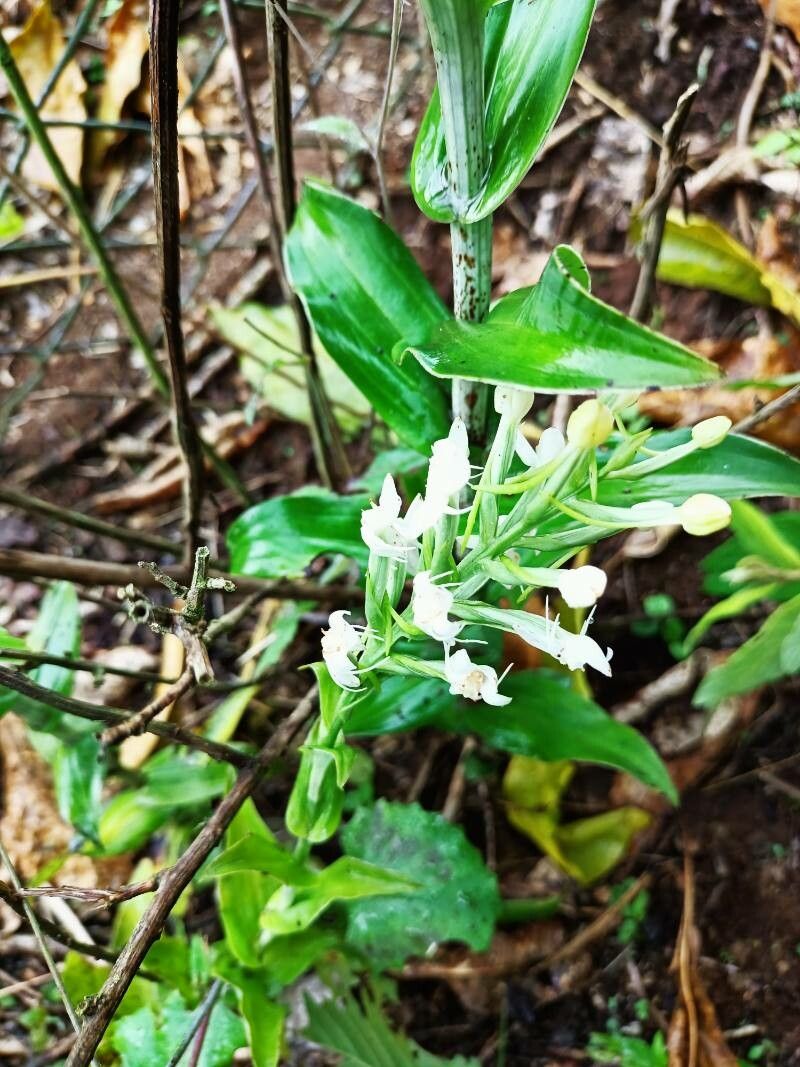 Habenaria monorrhiza — houseplant care guide