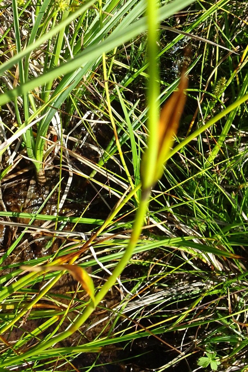 Eriophorum latifolium leaf