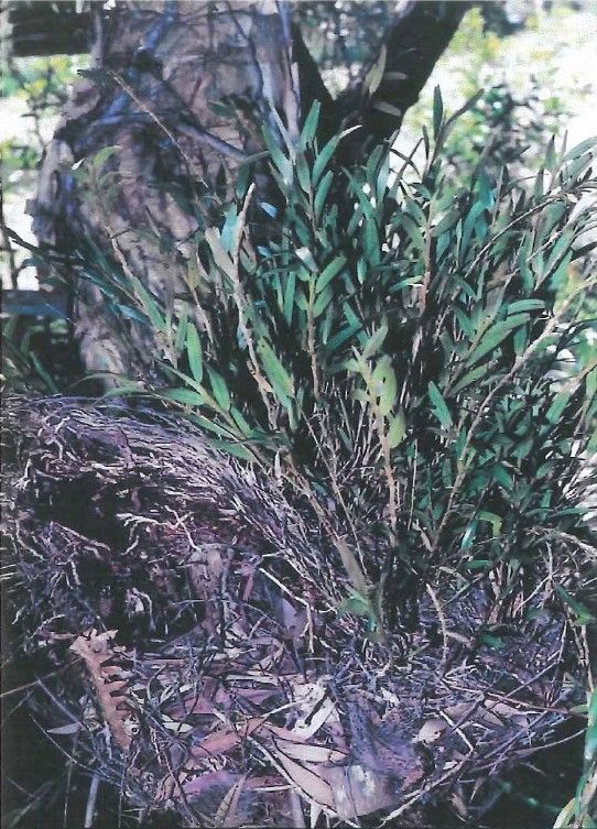 Dendrobium unicarinatum habit