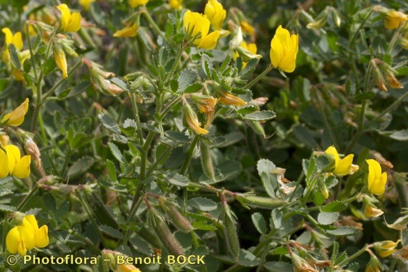 Ononis hebecarpa other