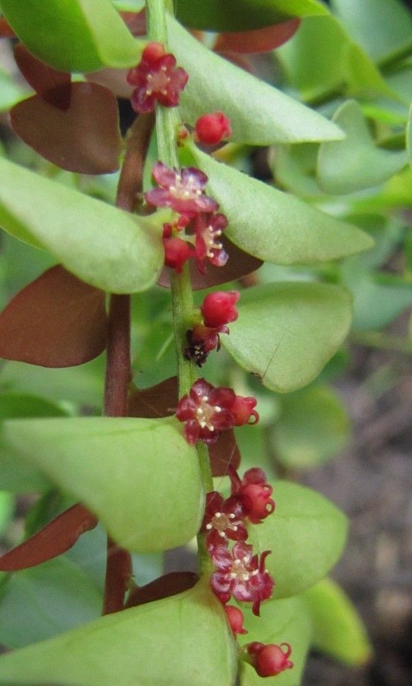 Phyllanthus moratii fruit