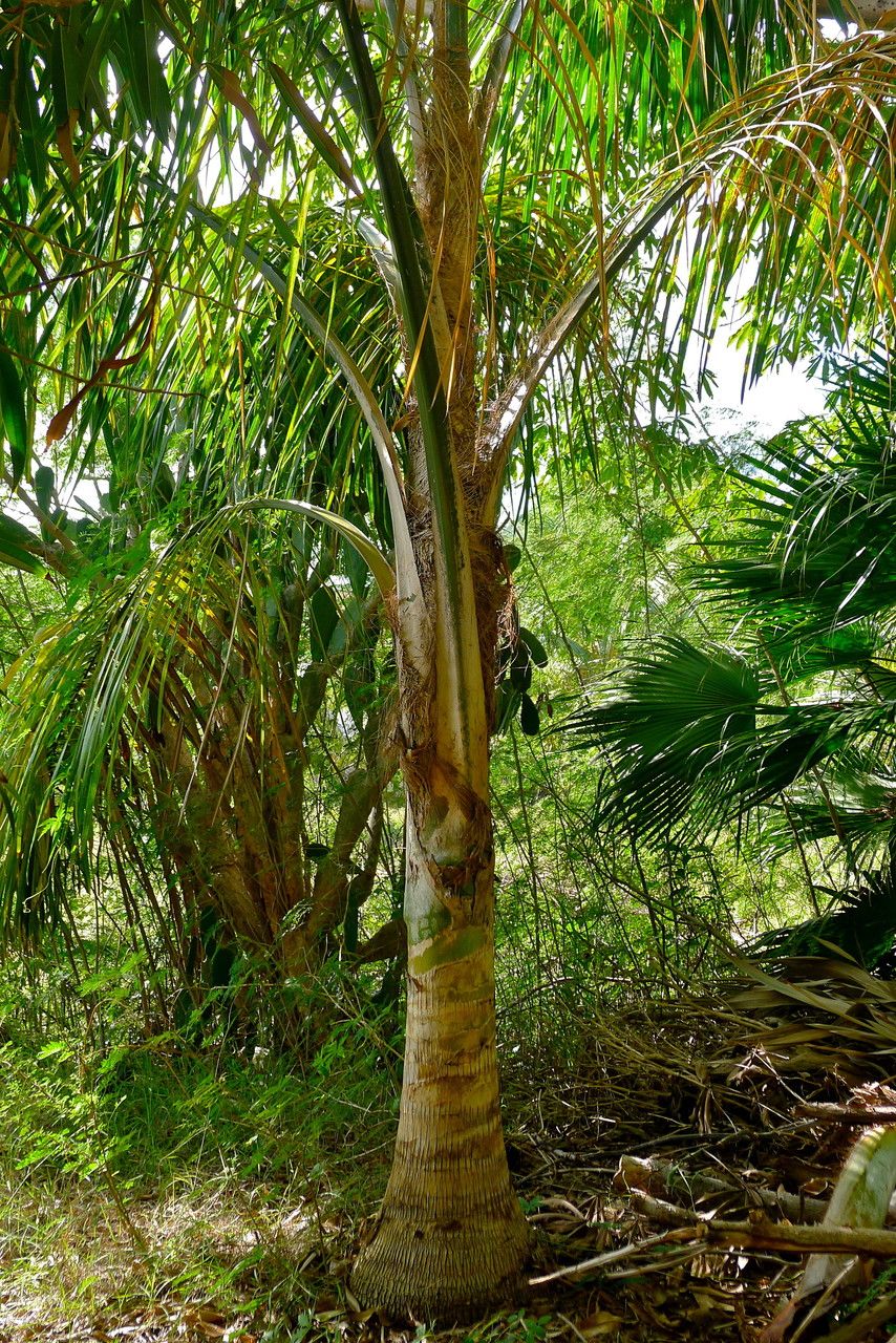 Acrocomia karukerana — related species from the same genus