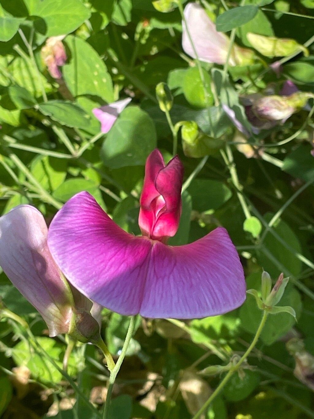 Lathyrus grandiflorus flower