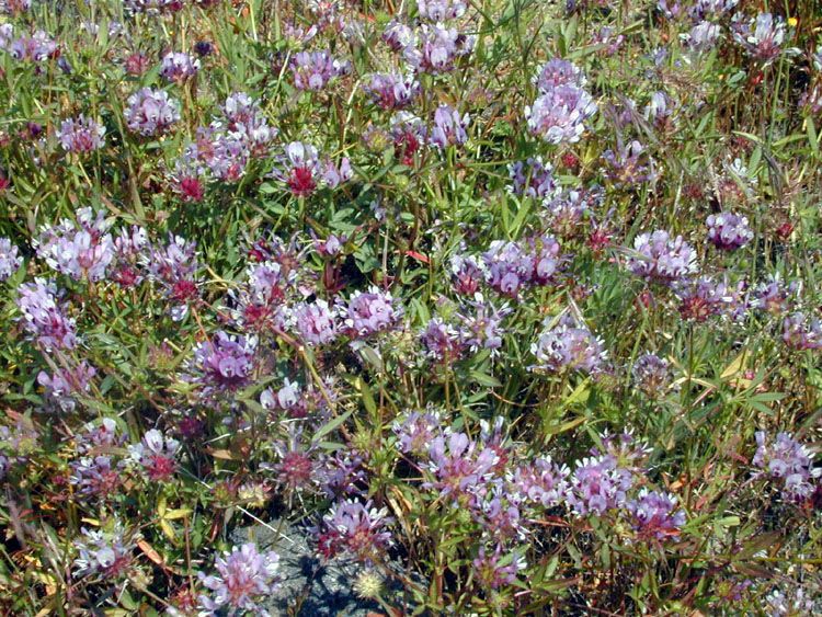 Trifolium willdenovii habit