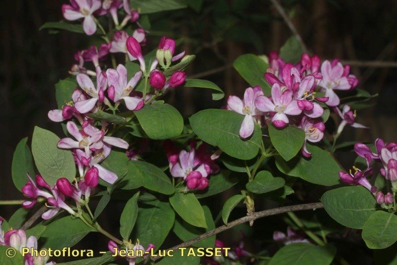 Lonicera arborea flower