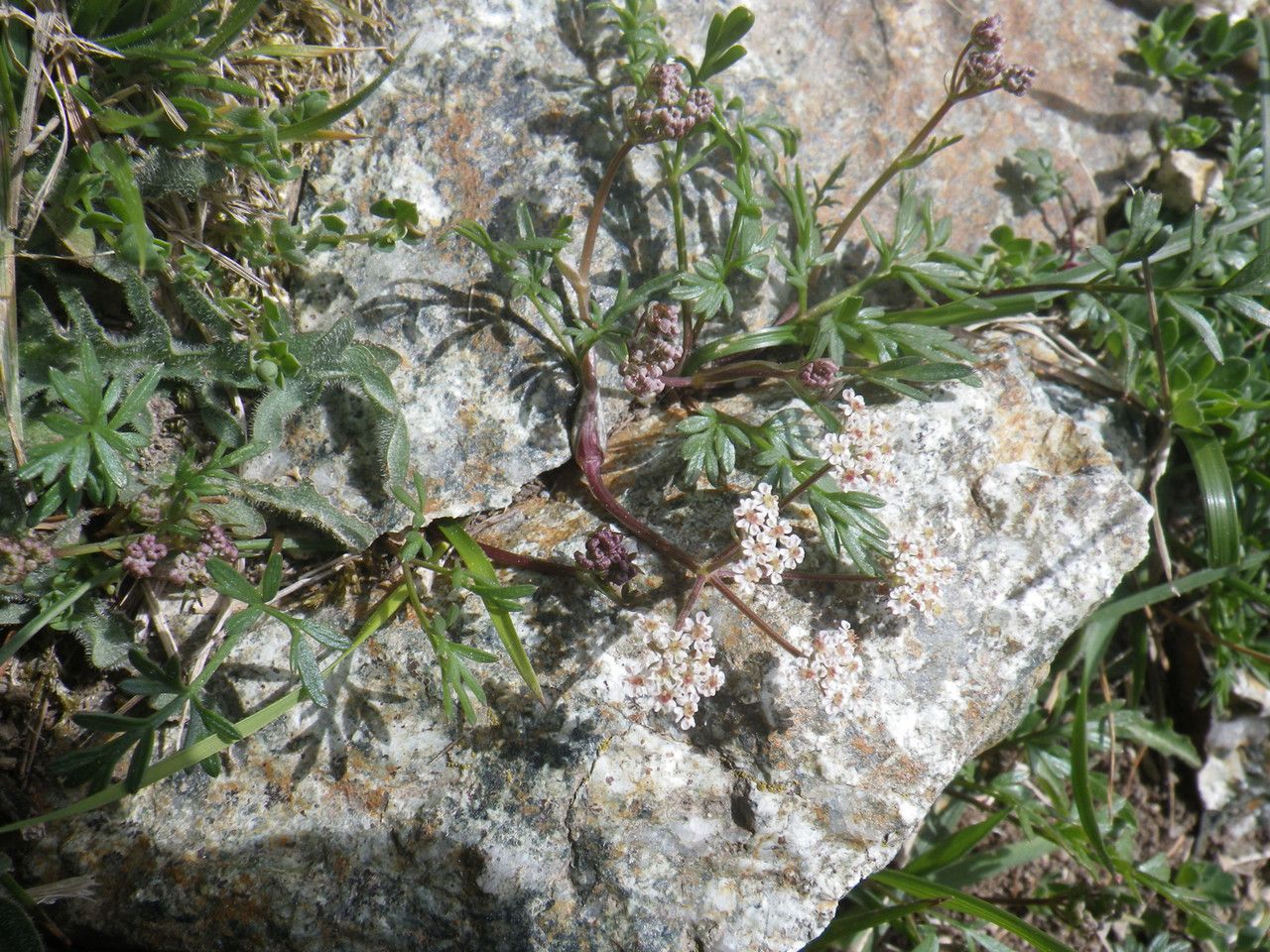 Bunium alpinum habit
