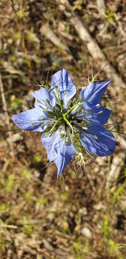 Nigella sativa flower