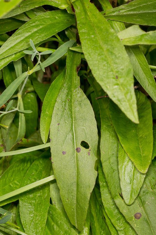 Buphthalmum salicifolium — houseplant care guide