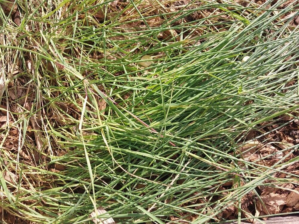 Parapholis cylindrica — related species from the same genus