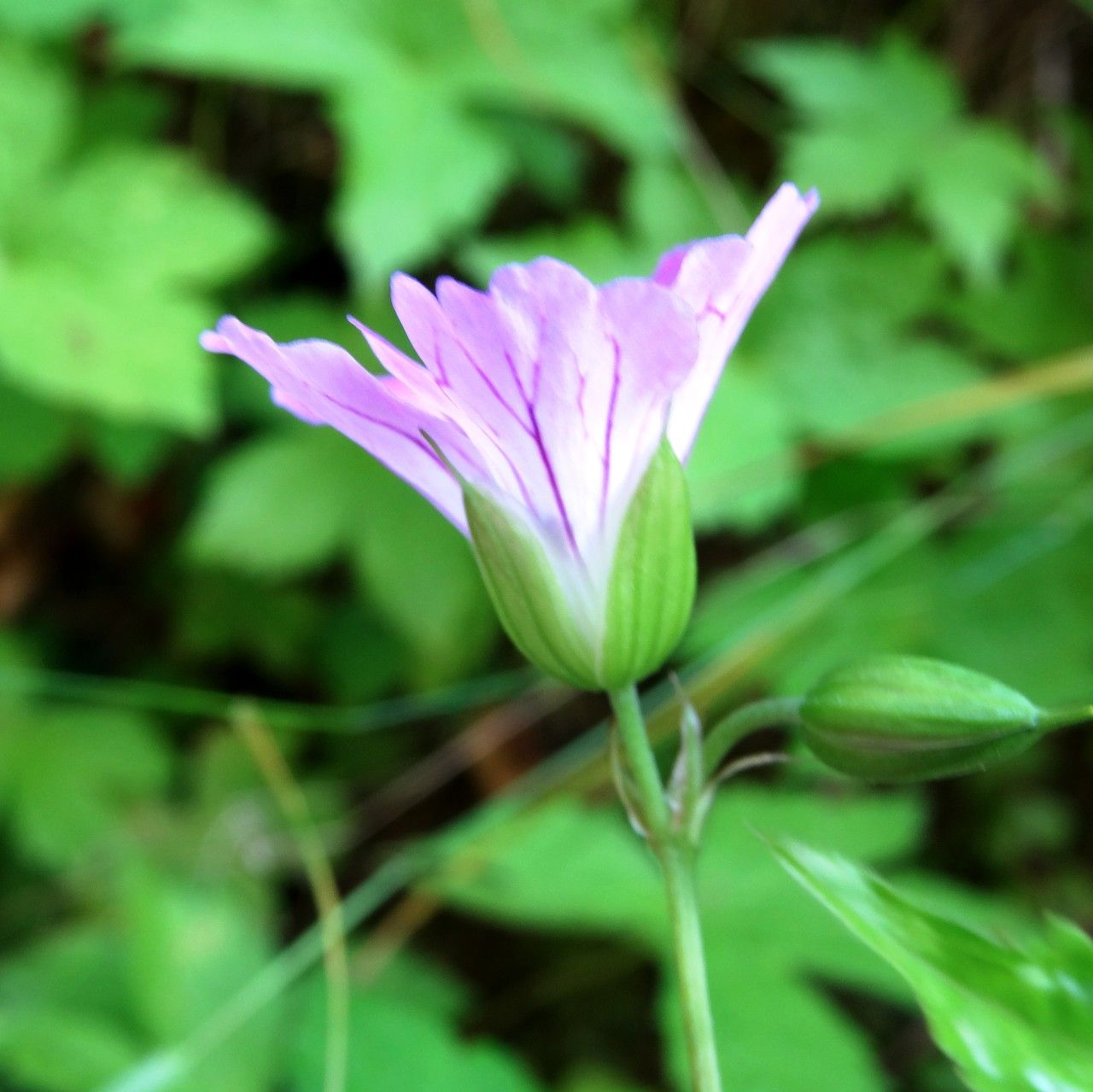Geranium nodosum flower