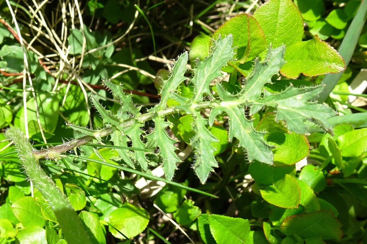 Sisymbrium austriacum — related species from the same genus