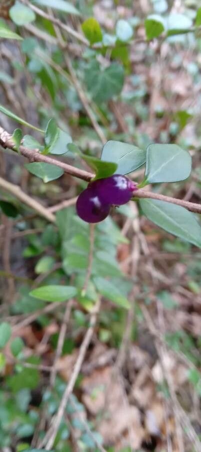 Lonicera nitida fruit