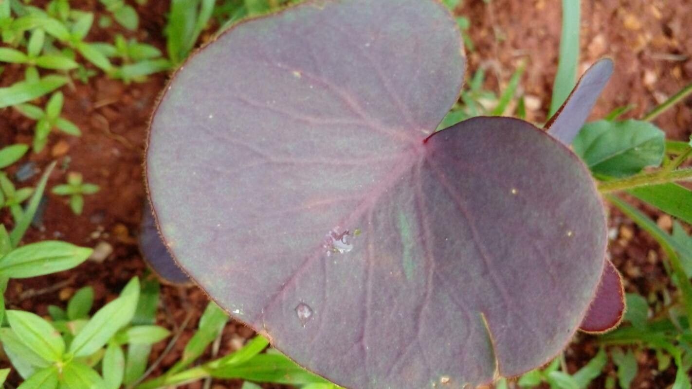 Oxalis cordata — houseplant care guide