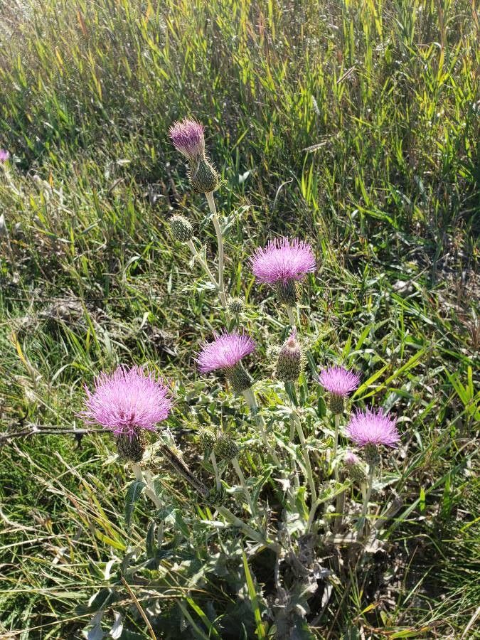 Cirsium undulatum flower