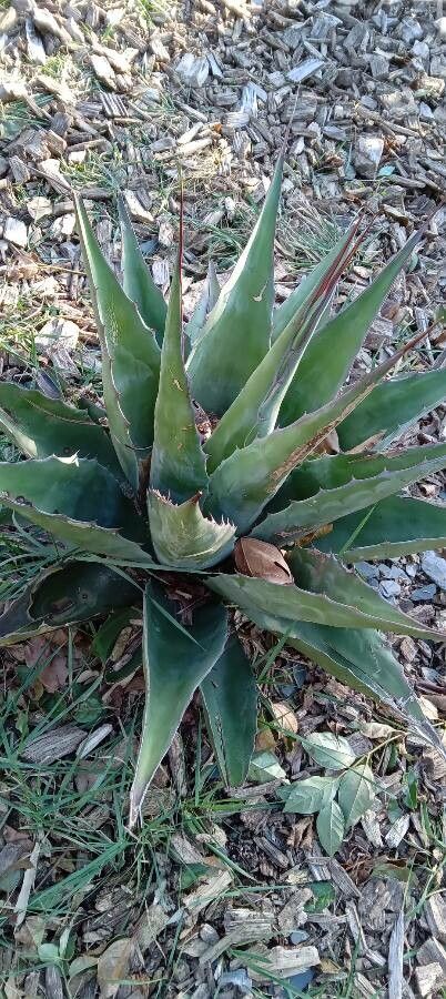 Agave salmiana habit