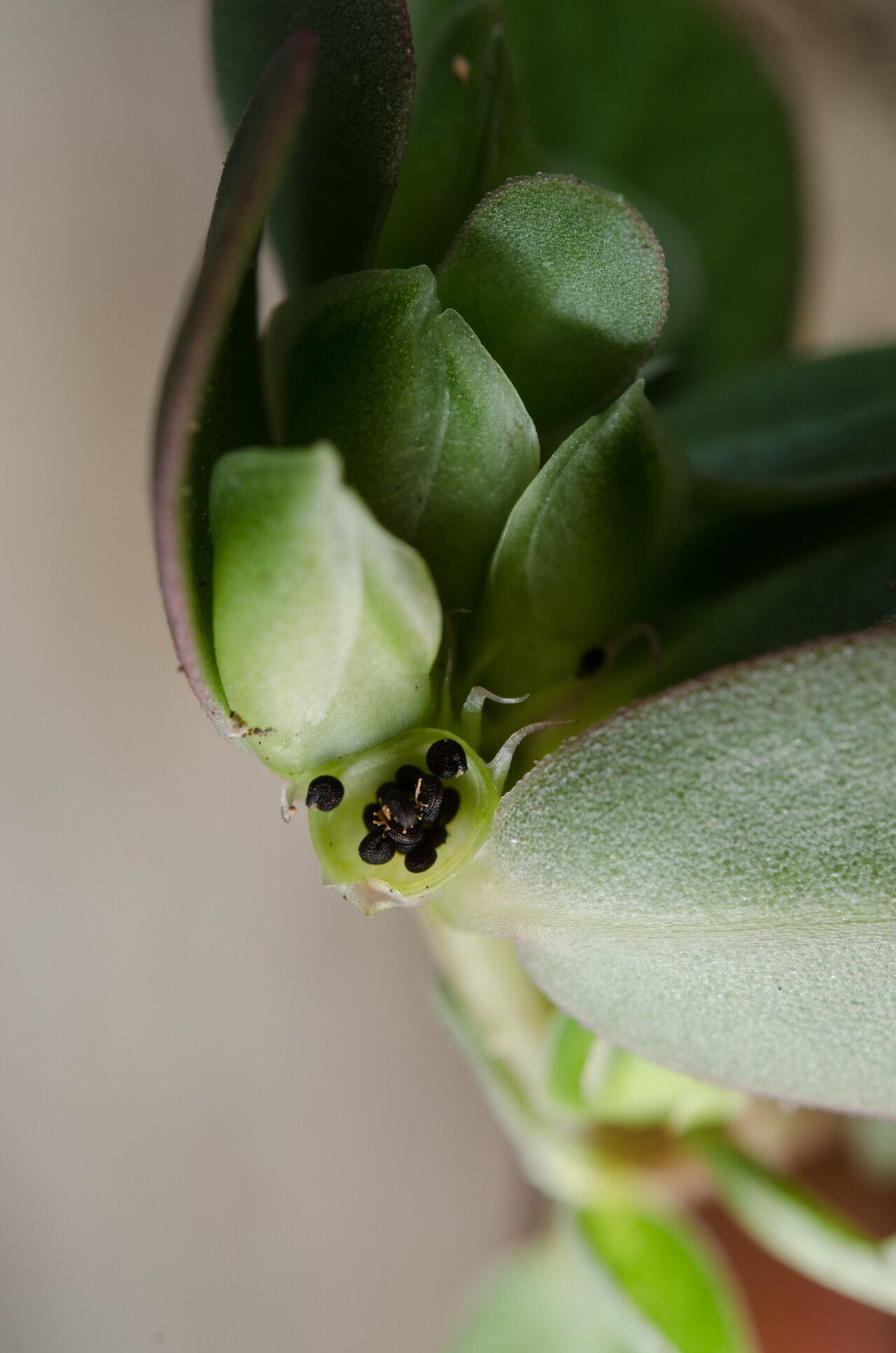 Portulaca granulatostellulata flower