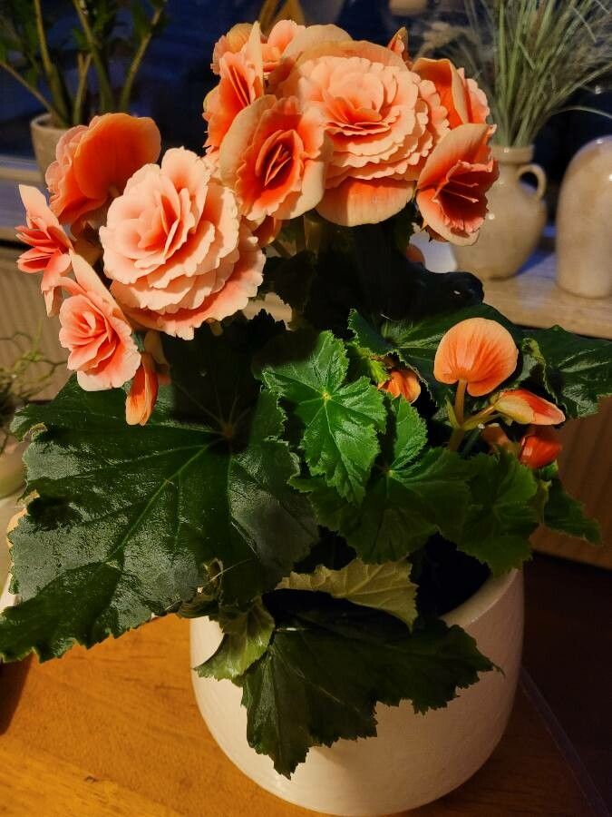 Begonia evansiana leaf