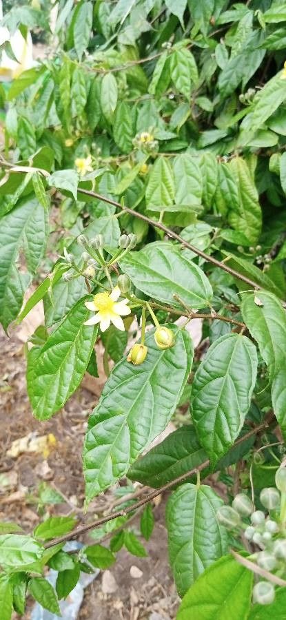 Grewia nervosa flower