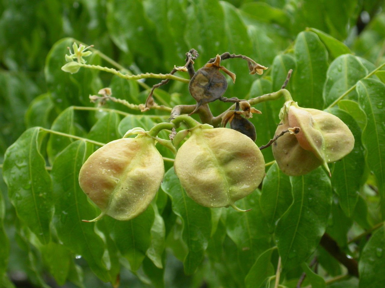 Majidea zanguebarica fruit