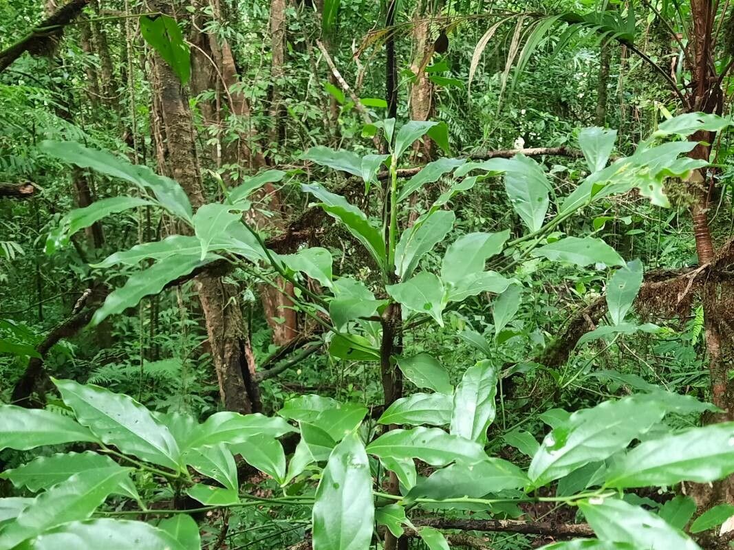 Ocotea meziana habit
