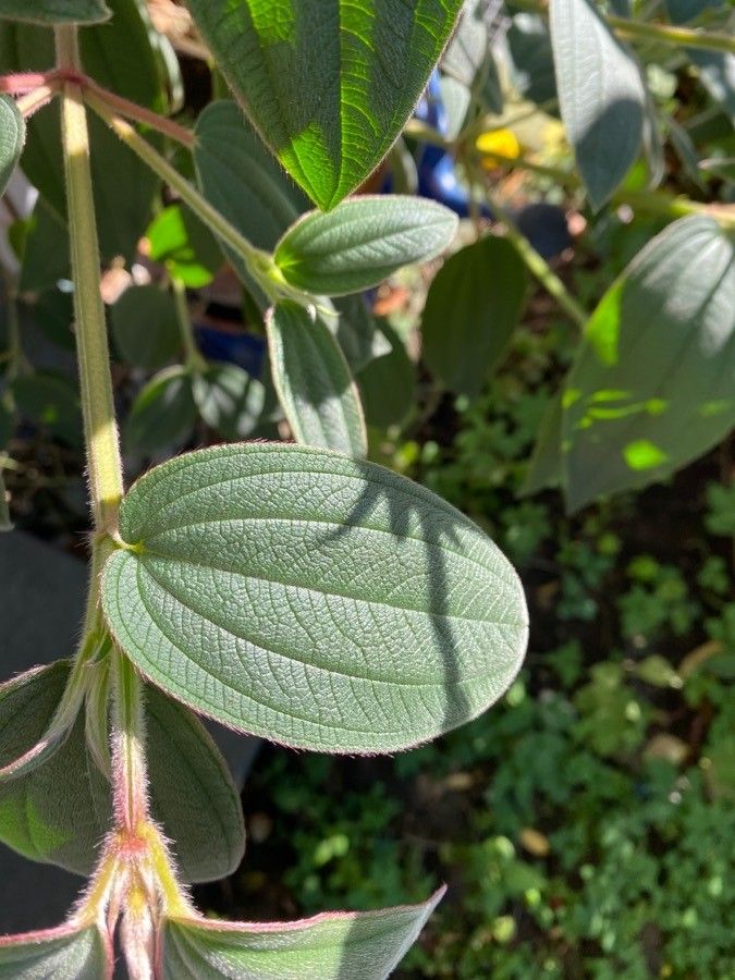 Tibouchina urvilleana leaf