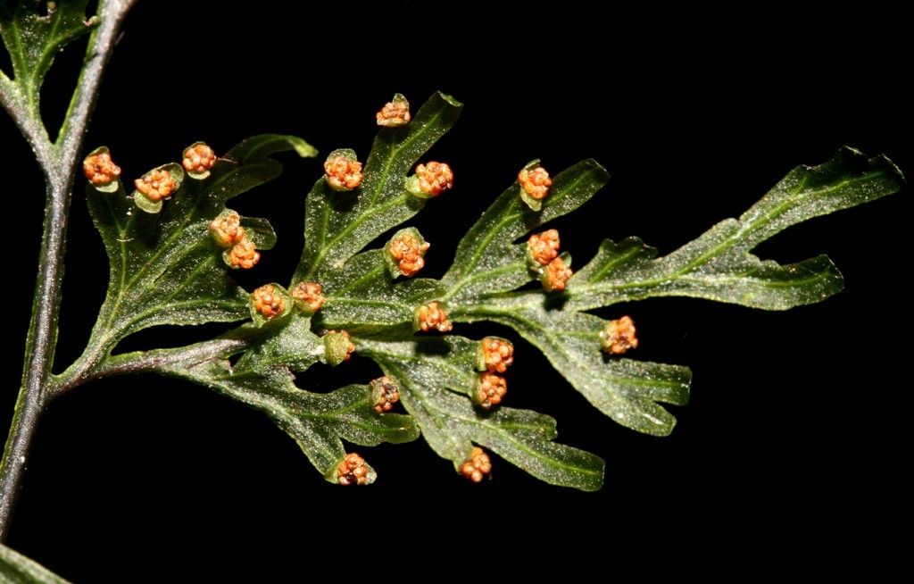 Hymenophyllum imbricatum — houseplant care guide