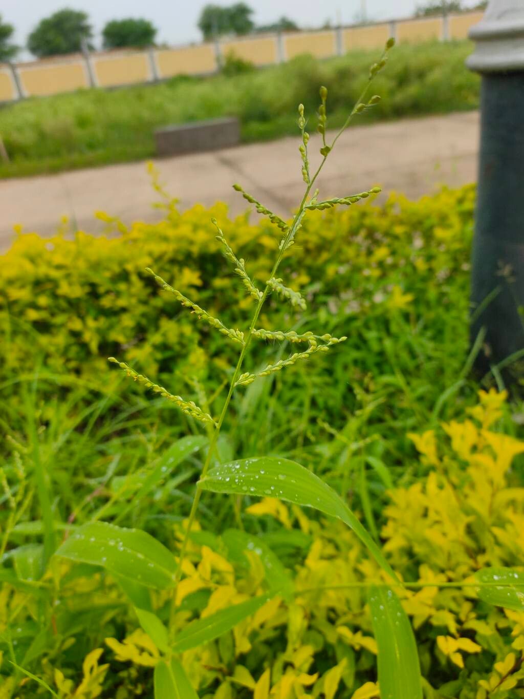 Urochloa setigera — houseplant care guide