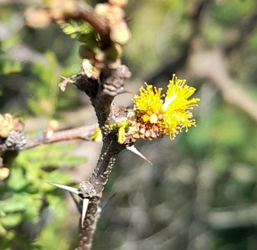 Vachellia caven flower
