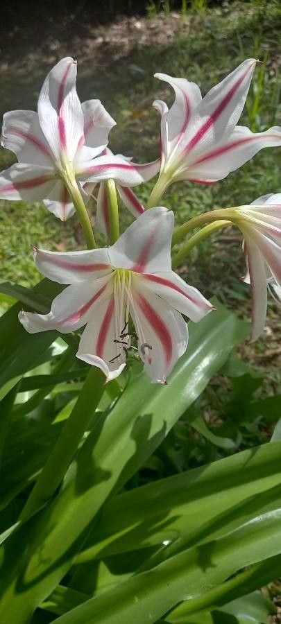 Crinum amabile flower